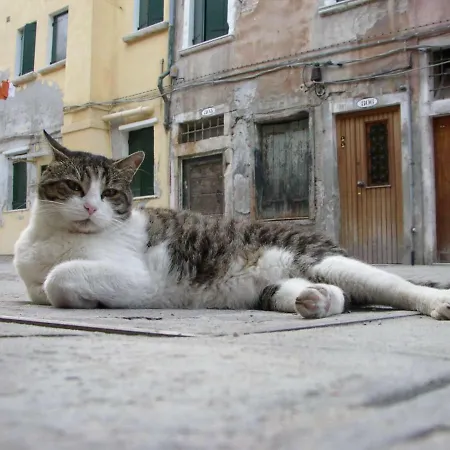 Apartment Essence Of Venice-2